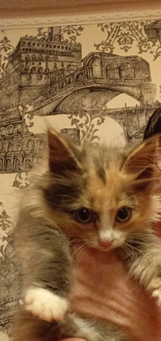 Ищем дом для домашних котят