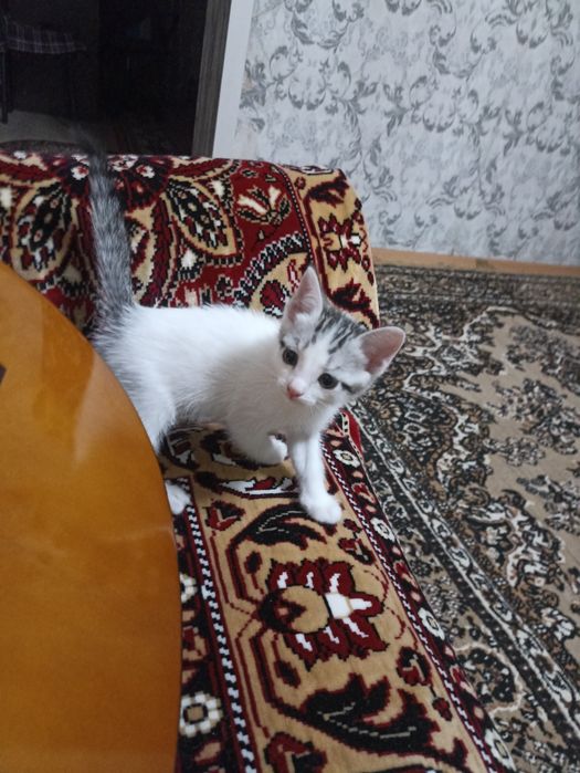 Продам котят 2000