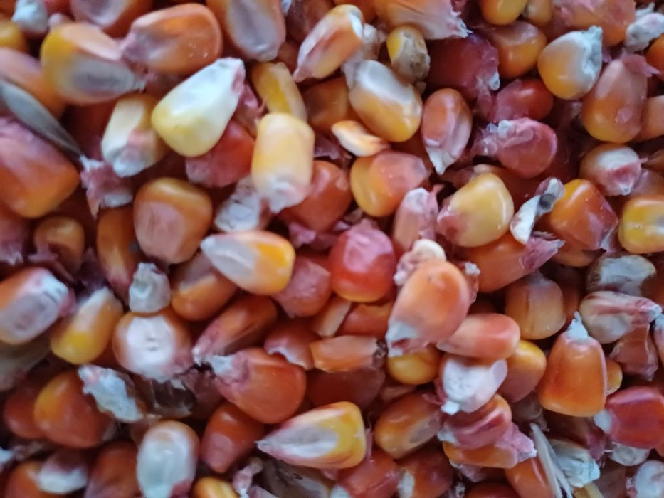 Ovăz  și  porumb de vânzare