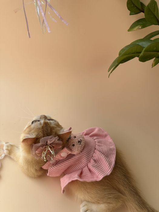 Котята Британские «Шиншилла»