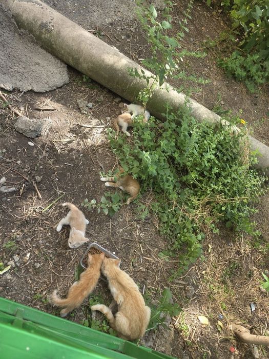 Котята 5 штук мкр Север