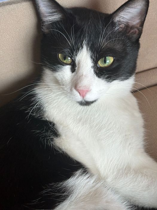 кот, возраст 1,3, мальчик