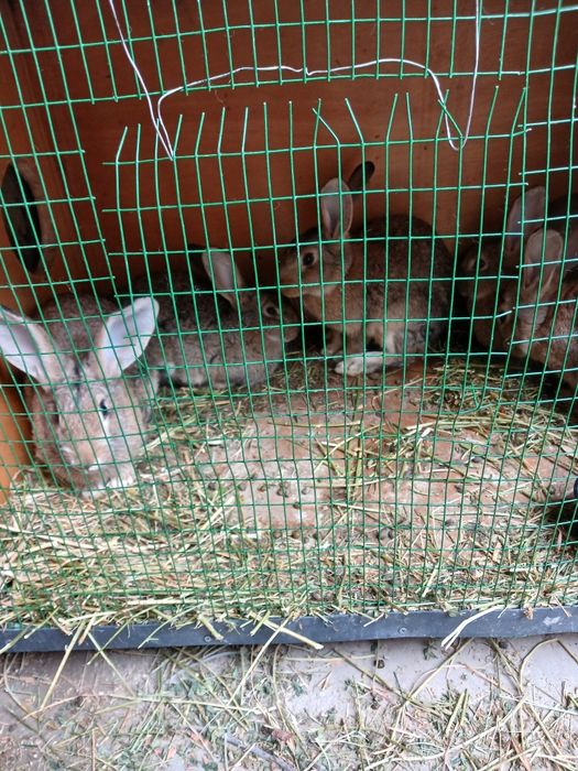 Nar soglom quyonlar sotiladi 4-4,5 oylik