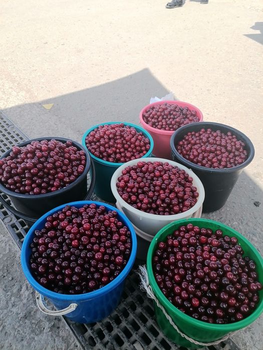 Продам вишня хорошая