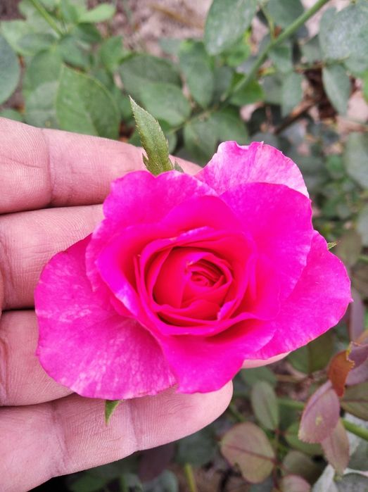 Саженцы роз Атиргул кўчатлар