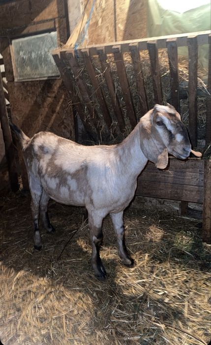 Disponibil doua capre