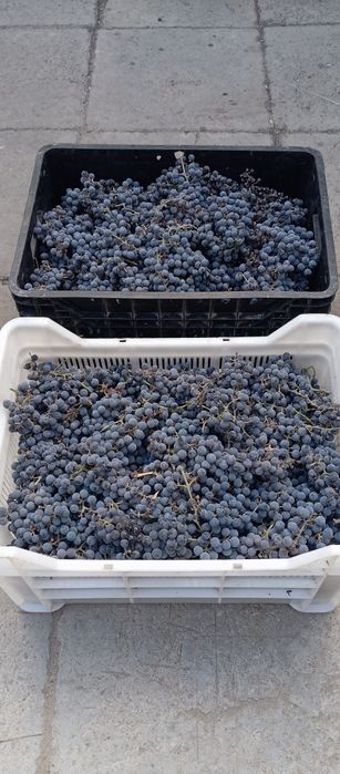 Продам виноград для компотов сладкий