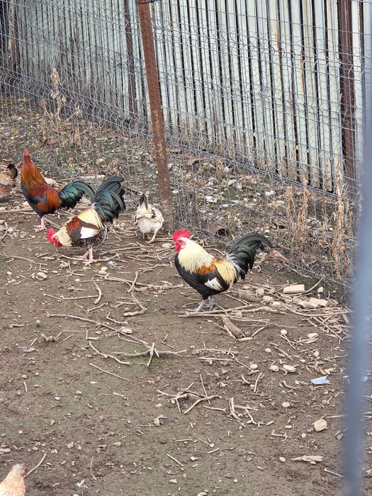 Vand gaini pitice si porumbei.