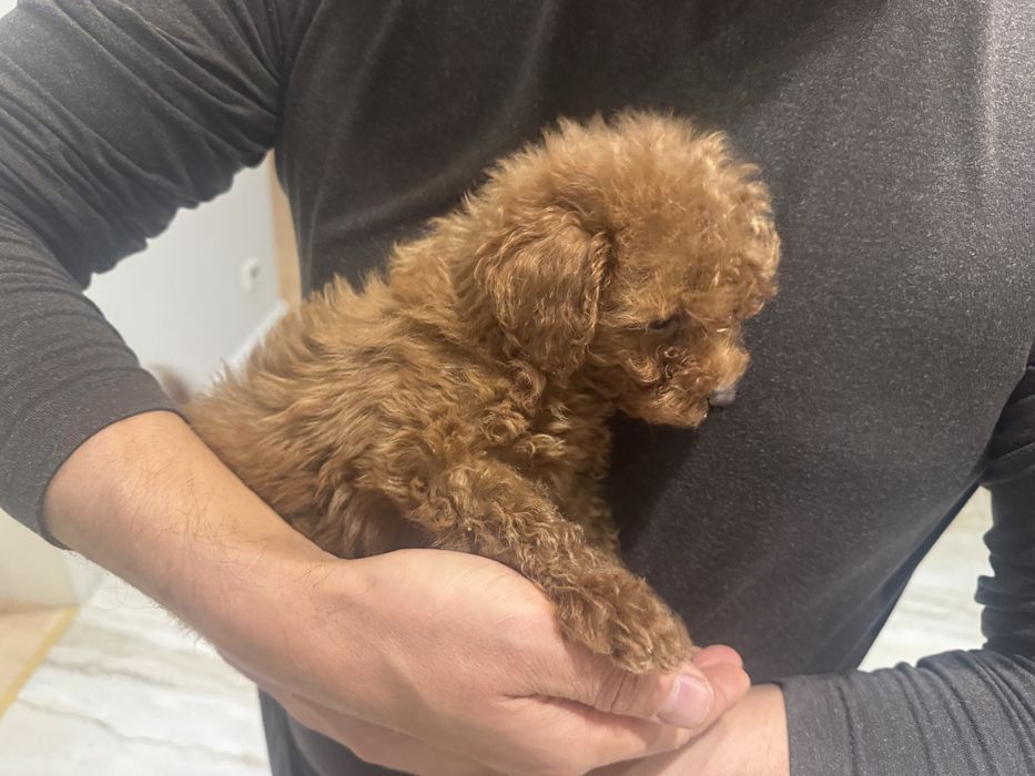 Той пудель собака