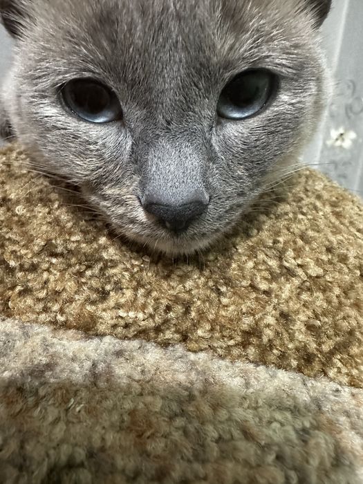 Передам в добрые руки кошечку