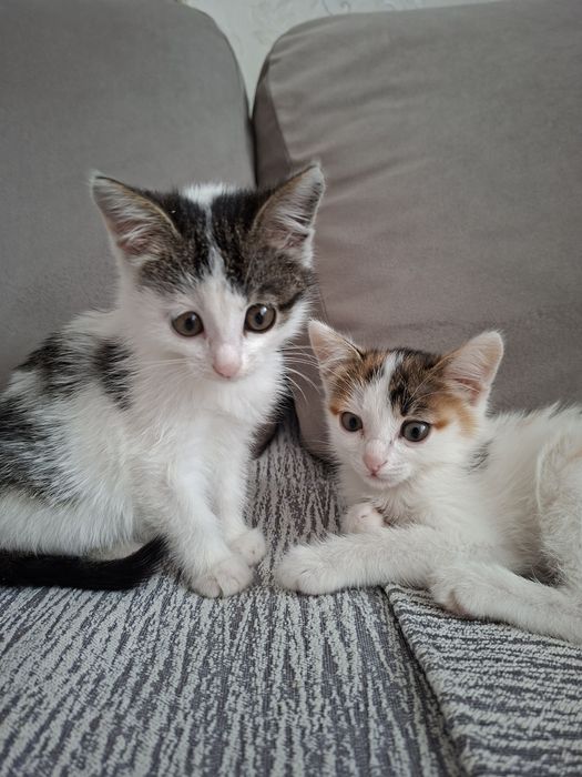 Малышки девочки ок.2 мес.в ответственные семьи