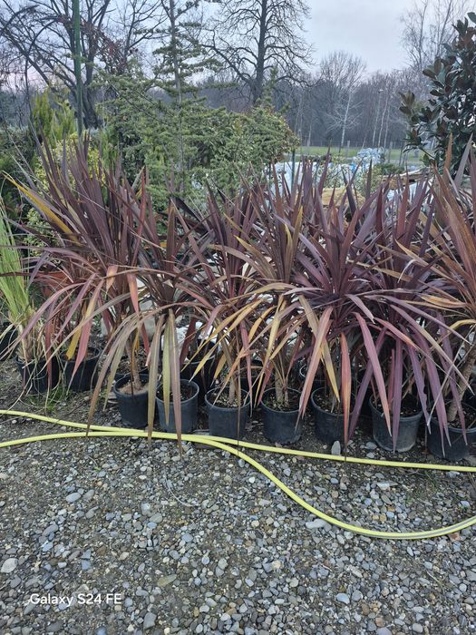 Maslin tuia  brazi plante