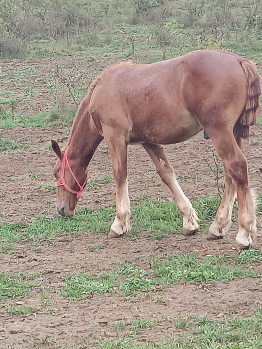 De vânzare iapă cu mânz.