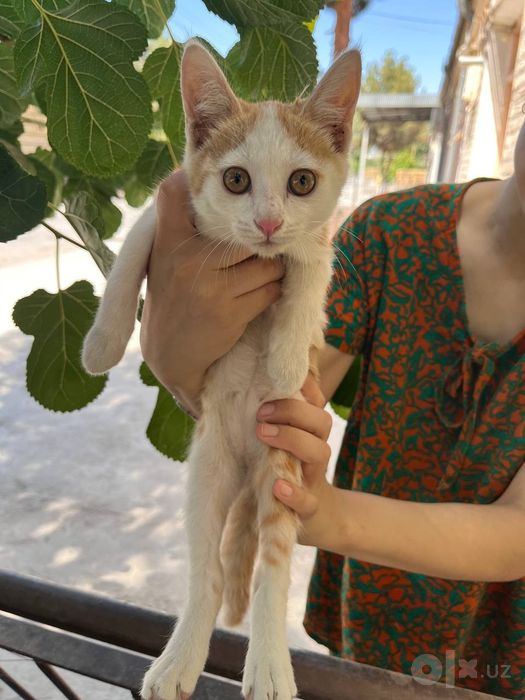 Отдам в хорошие руки