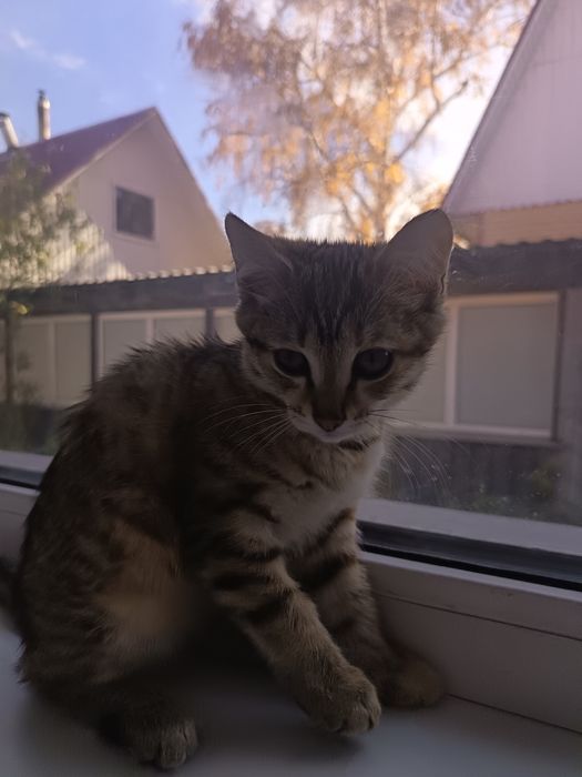Котята красивенькие