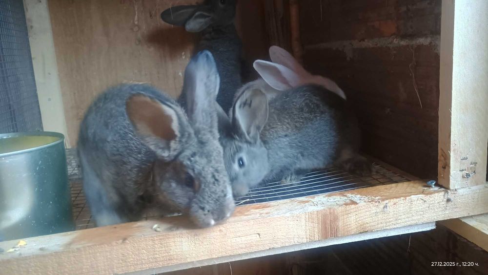 Белгийски великан