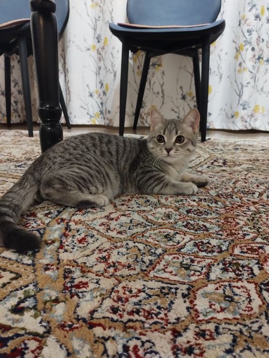 Котенок, мальчик, 4 месяца