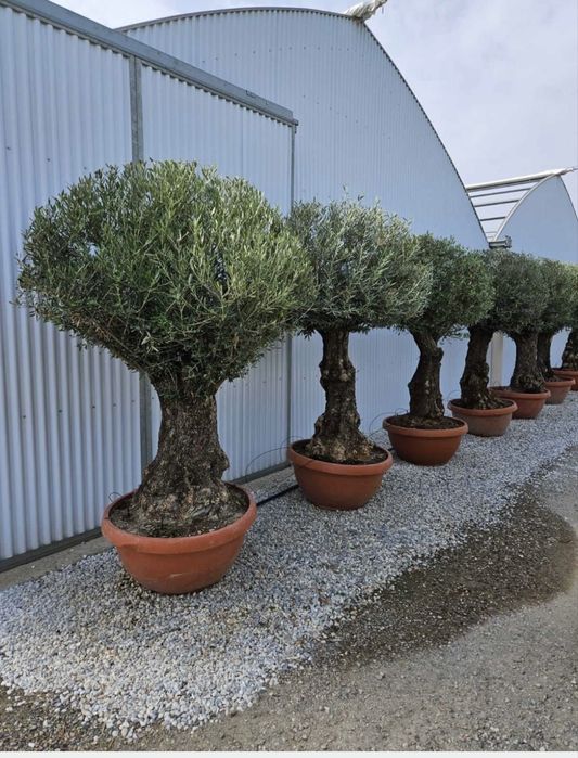Plante de Exterior-Inalta Calitate