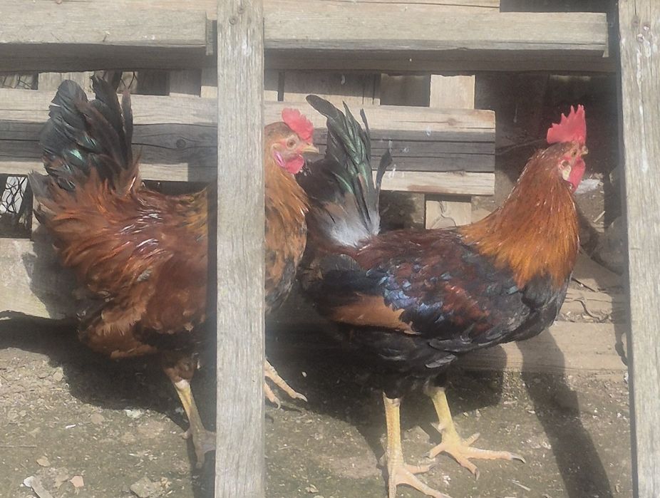 продаётся петуха 3 шт
