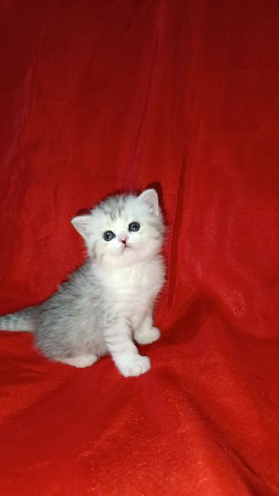 Продаются котята