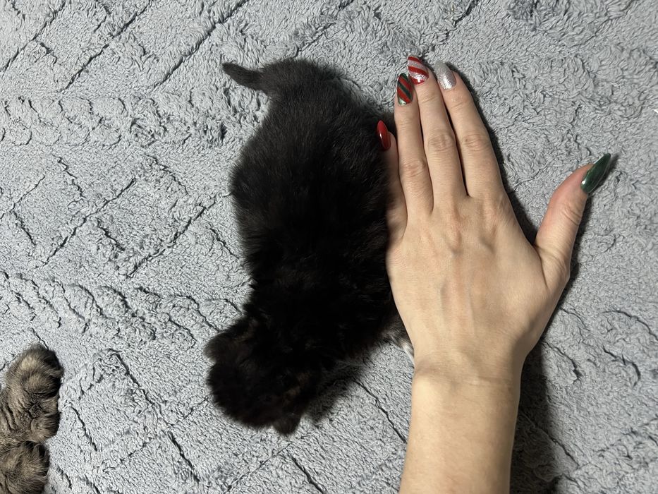 Котенок Мейн кун