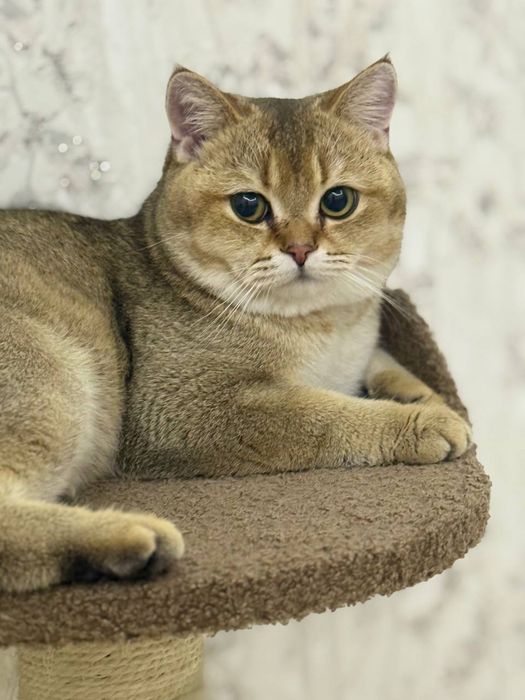 Скотч фолд оригинал мушук зотли