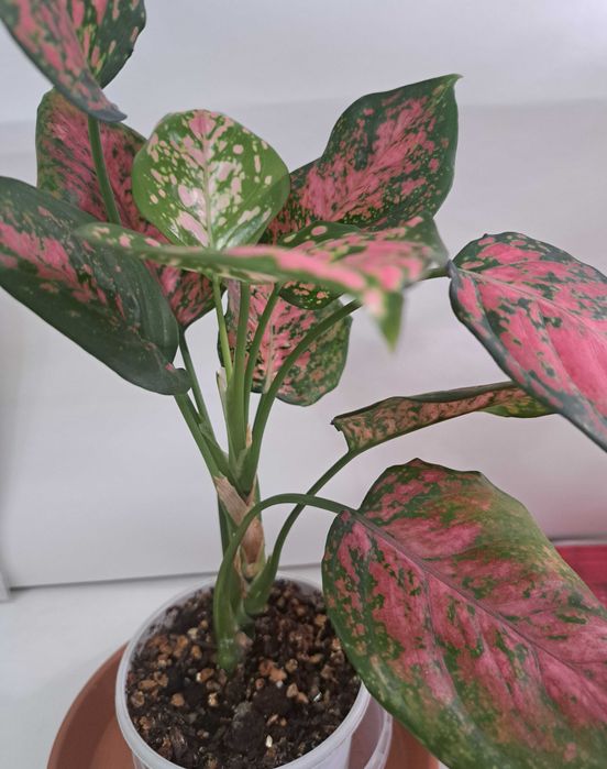 Аглаонема. Продам.