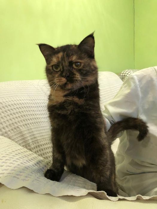 Любимые животные