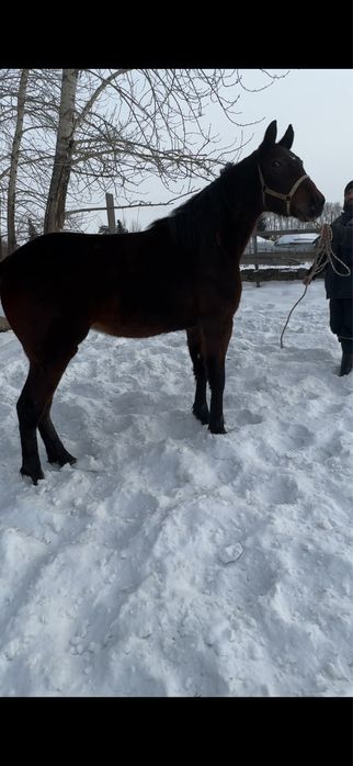 Продам жеребчика  инаходца