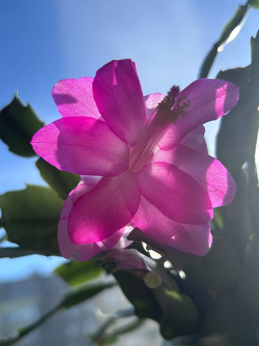 Декабрист Шлюмбергера .