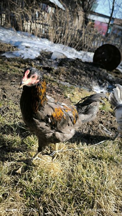 Продам молодых петухов