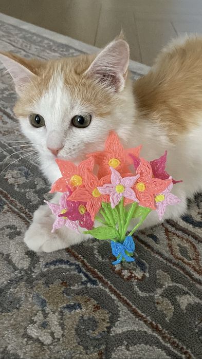Отдаем кошку в добрые руки!