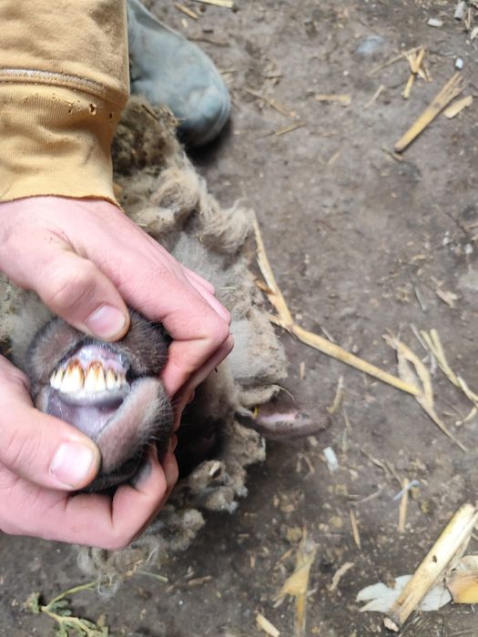 De vânzare 14 oi gestante , au început să fete