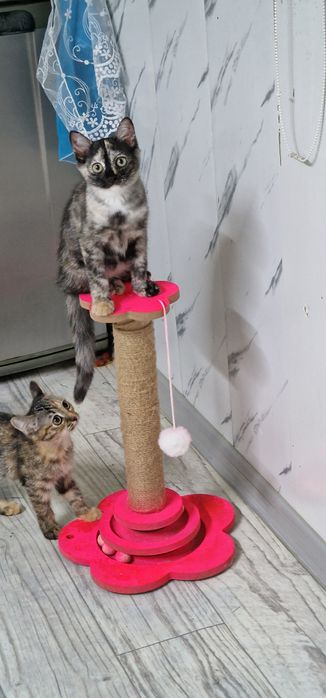 Отдам котёнка 3 месяца