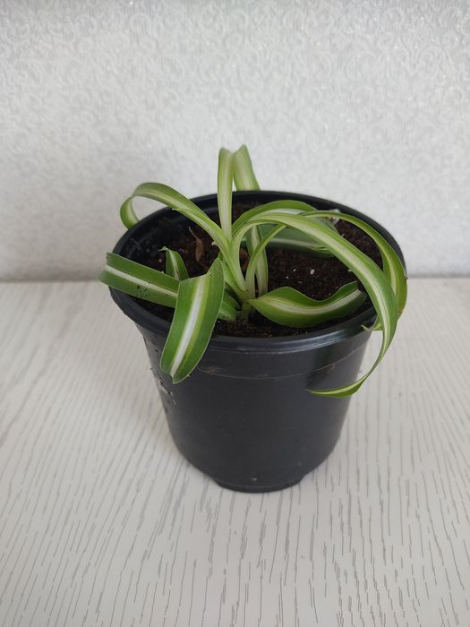 Цветы, Хлорофитум