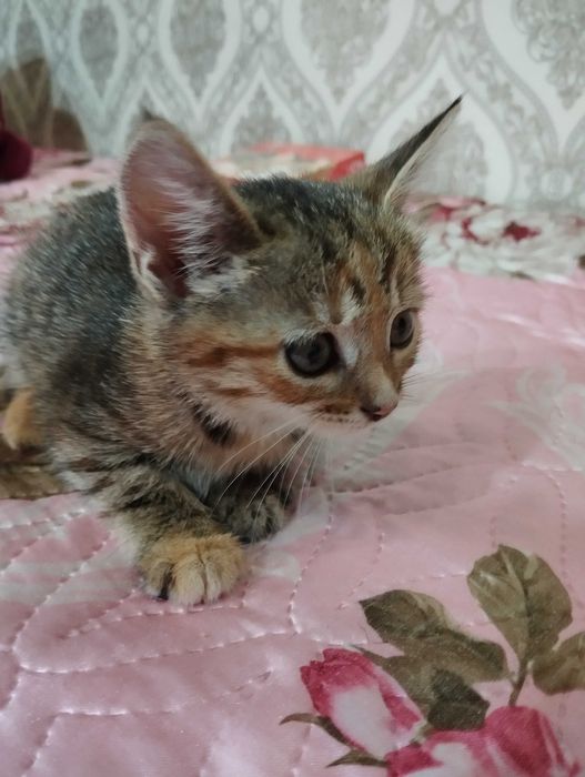 СРОЧНО! Ищем дом спасённым котятам!