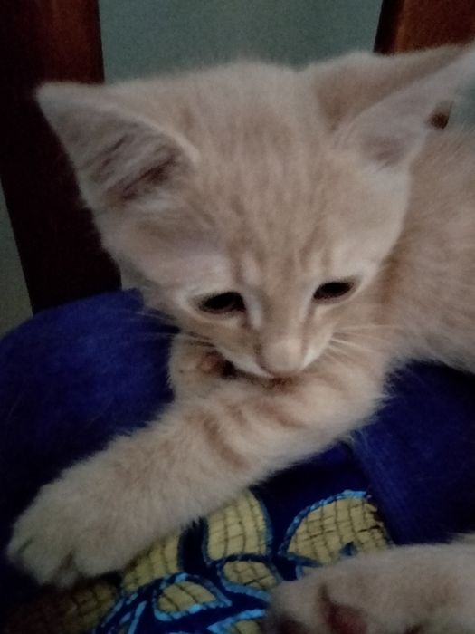 Отдам бесплатно котенка