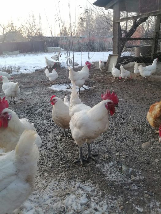 Бресс галльская порода петехи