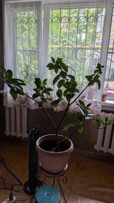 Продам фикус. Самовывоз