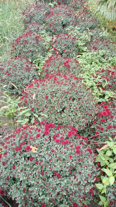 Продаётся цветы- Глобус