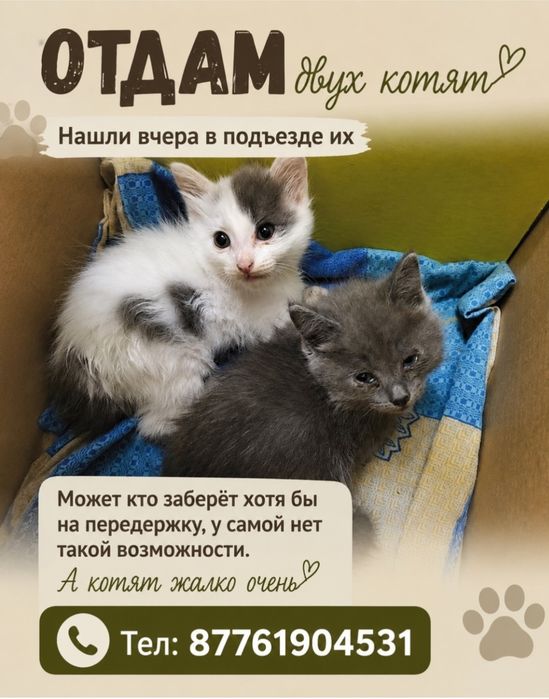 СРОЧНО!Отдам двух котят нашли вчера их в подъезде