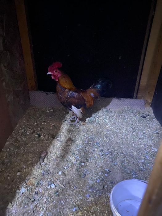 Продам карликовых петухов