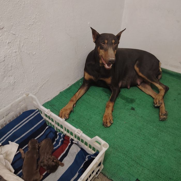 Doberman bolalariga OLDINDAN ZAKAZ OLAMIZ