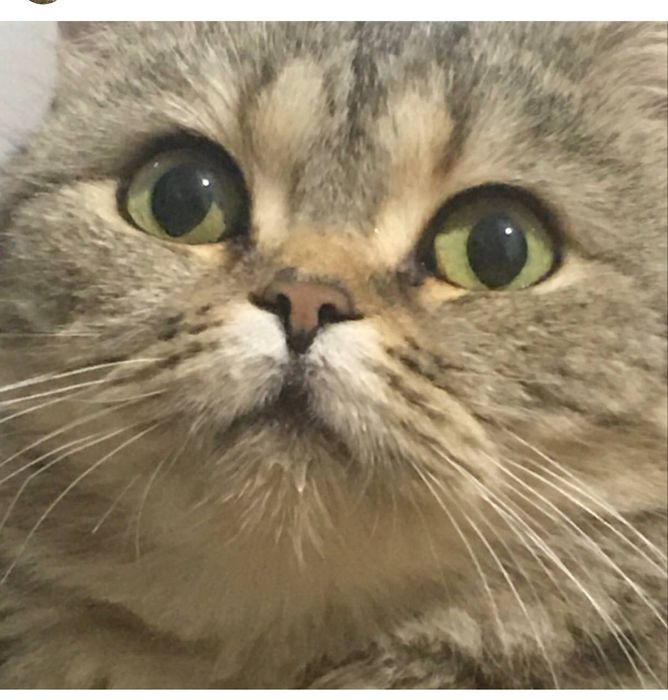 Biritanskiy Mushuk sotiladi