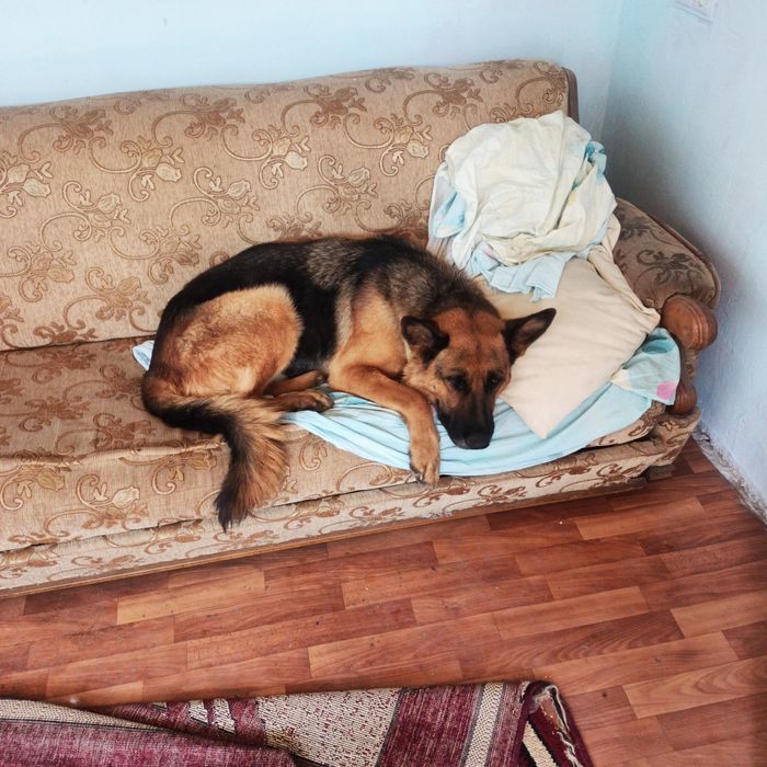 Немецкий овчарка