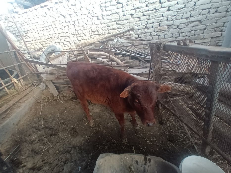 Ona  bola sigir sotiladi