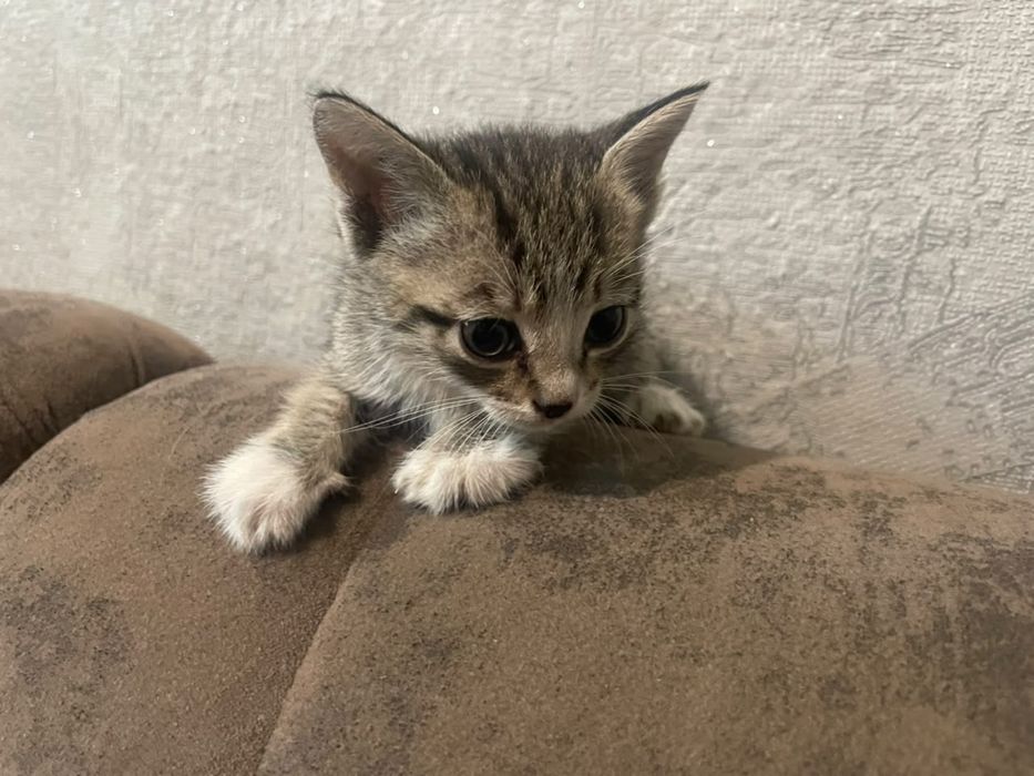 Котята красивые и ручные