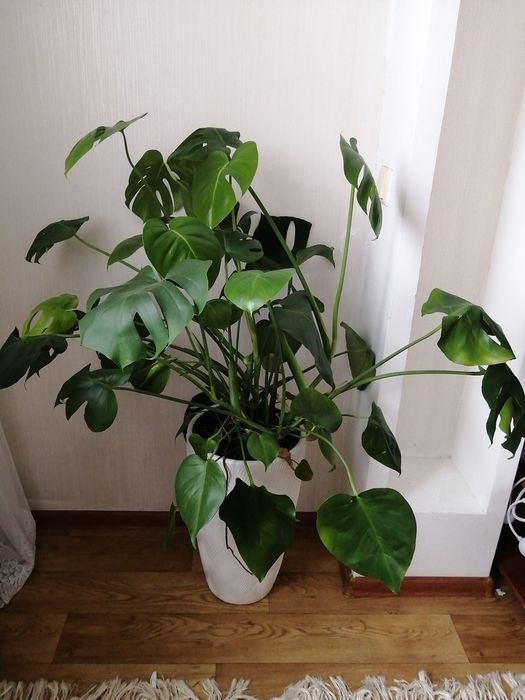 Комнатные цветы.