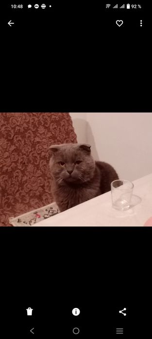 Потерялся кот шотландец