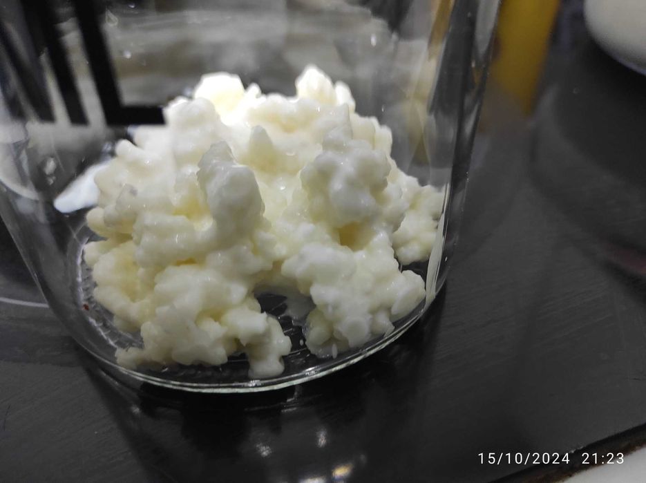 Granule kefir lapte (chefir caucazian autentic)